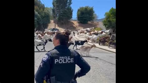 Escaped goats temporarily run amok in Pinole neighborhood